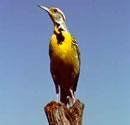 Western Meadowlark